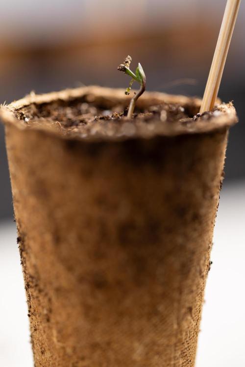 Mimosa 🌾 Auto - Zamnesia x B&B. Week 0 - Mimosa Autoflowering x2 - Germination