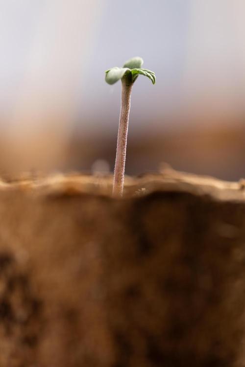 Mimosa 🌾 Auto - Zamnesia x B&B. Week 0 - Mimosa Autoflowering x2 - Germination