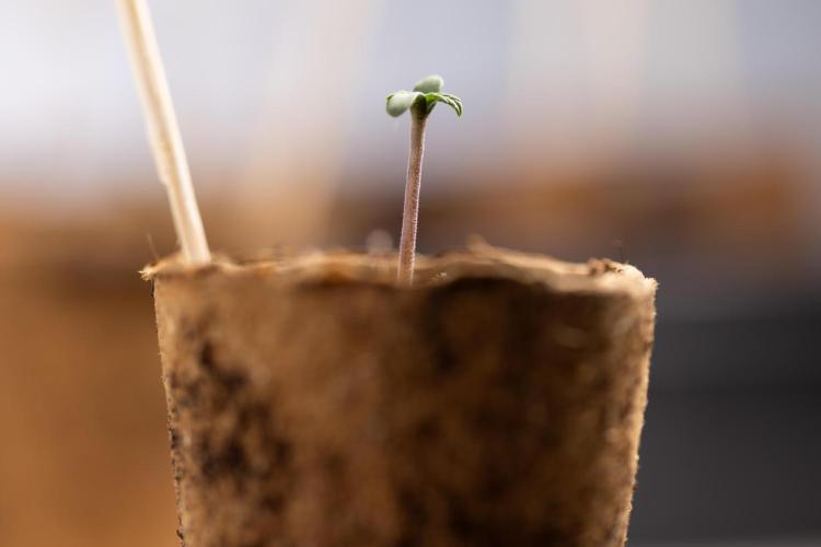 Mimosa 🌾 Auto - Zamnesia x B&B. Week 0 - Mimosa Autoflowering x2 - Germination