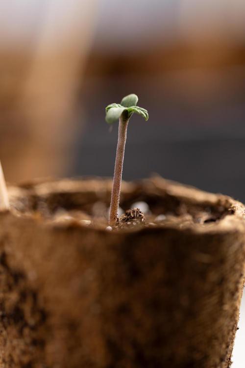 Mimosa 🌾 Auto - Zamnesia x B&B. Week 0 - Mimosa Autoflowering x2 - Germination
