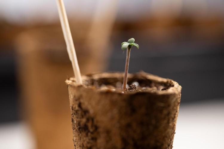 Mimosa 🌾 Auto - Zamnesia x B&B. Week 0 - Mimosa Autoflowering x2 - Germination
