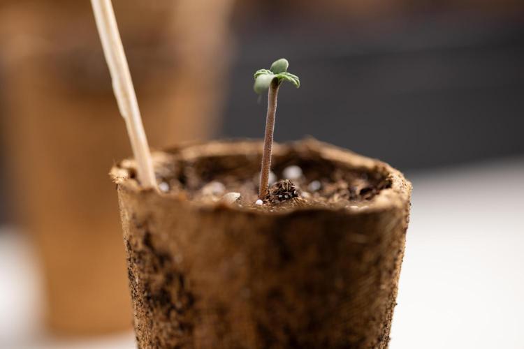 Mimosa 🌾 Auto - Zamnesia x B&B. Week 0 - Mimosa Autoflowering x2 - Germination