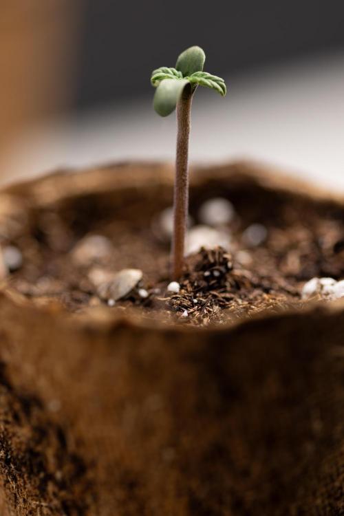 Mimosa 🌾 Auto - Zamnesia x B&B. Week 0 - Mimosa Autoflowering x2 - Germination