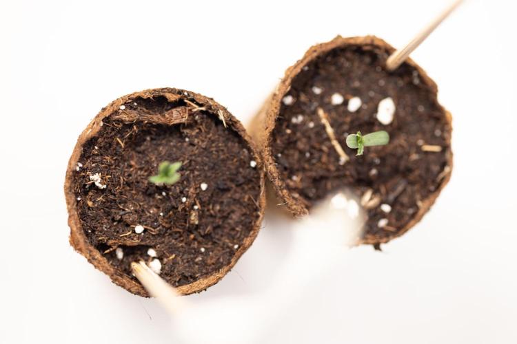 CBD FIX 🏥 Auto - Zamnesia x B&B. Week 0 - CBD FIX x2 - Autoflowering - Germination