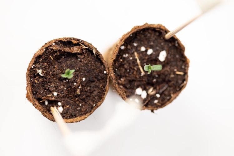 CBD FIX 🏥 Auto - Zamnesia x B&B. Week 0 - CBD FIX x2 - Autoflowering - Germination