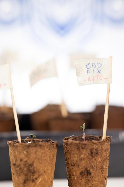 CBD FIX 🏥 Auto - Zamnesia x B&B. Week 0 - CBD FIX x2 - Autoflowering - Germination