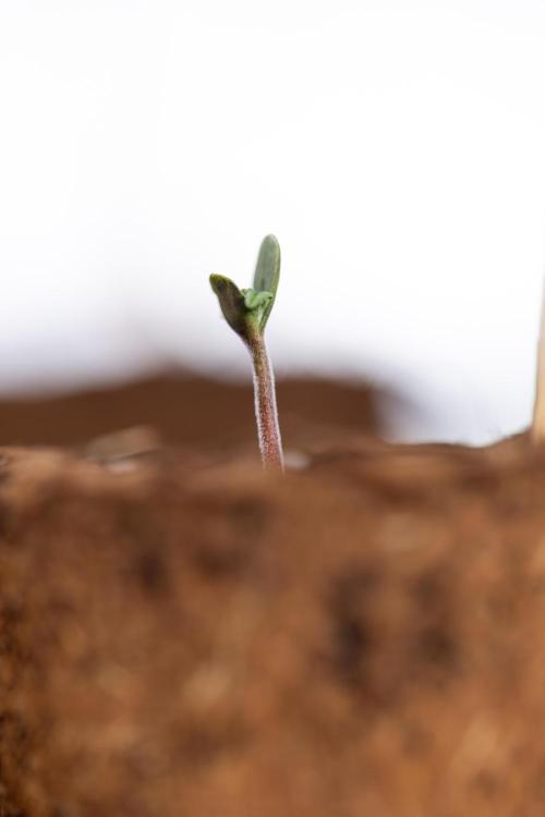 CBD FIX 🏥 Auto - Zamnesia x B&B. Week 0 - CBD FIX x2 - Autoflowering - Germination