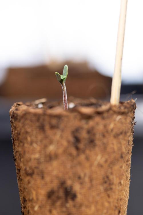 CBD FIX 🏥 Auto - Zamnesia x B&B. Week 0 - CBD FIX x2 - Autoflowering - Germination