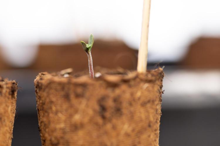 CBD FIX 🏥 Auto - Zamnesia x B&B. Week 0 - CBD FIX x2 - Autoflowering - Germination
