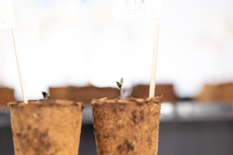 CBD FIX 🏥 Auto - Zamnesia x B&B. Week 0 - CBD FIX x2 - Autoflowering - Germination