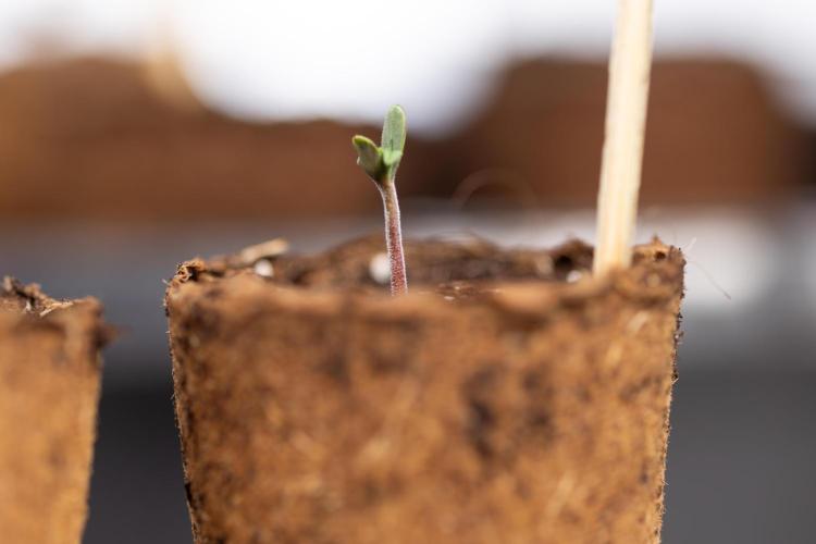 CBD FIX 🏥 Auto - Zamnesia x B&B. Week 0 - CBD FIX x2 - Autoflowering - Germination