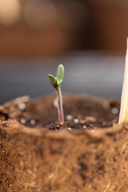 CBD FIX 🏥 Auto - Zamnesia x B&B. Week 0 - CBD FIX x2 - Autoflowering - Germination