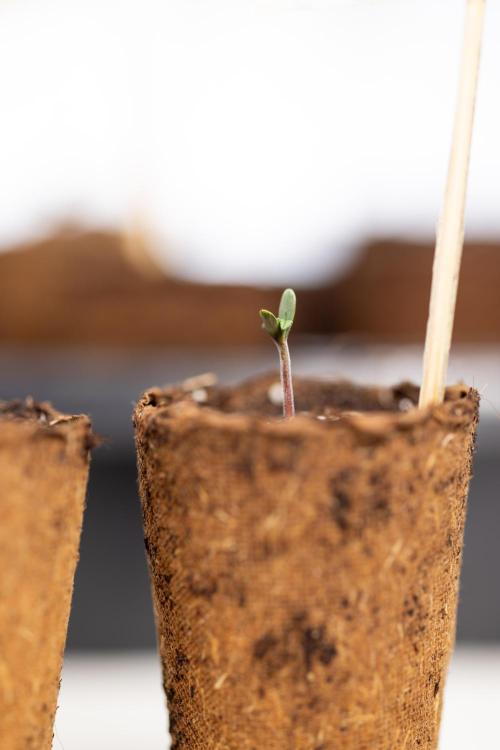 CBD FIX 🏥 Auto - Zamnesia x B&B. Week 0 - CBD FIX x2 - Autoflowering - Germination