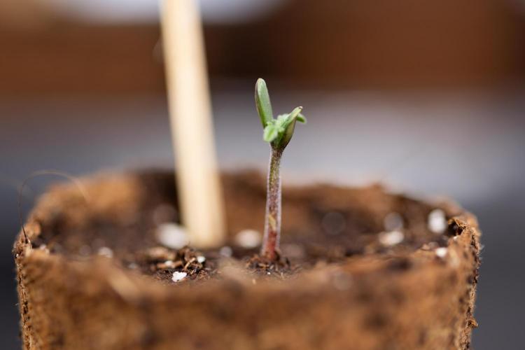 CBD FIX 🏥 Auto - Zamnesia x B&B. Week 0 - CBD FIX x2 - Autoflowering - Germination