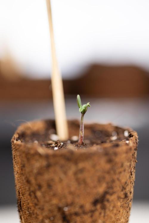 CBD FIX 🏥 Auto - Zamnesia x B&B. Week 0 - CBD FIX x2 - Autoflowering - Germination