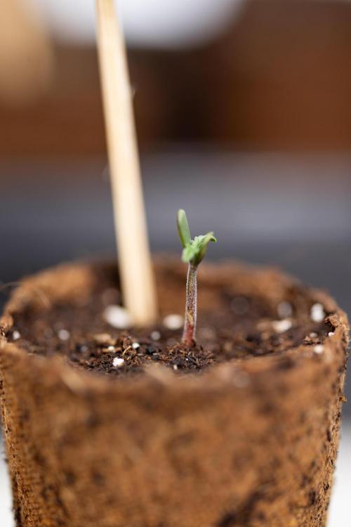 CBD FIX 🏥 Auto - Zamnesia x B&B. Week 0 - CBD FIX x2 - Autoflowering - Germination