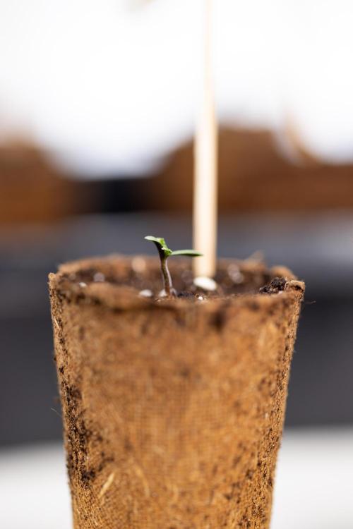 CBD FIX 🏥 Auto - Zamnesia x B&B. Week 0 - CBD FIX x2 - Autoflowering - Germination