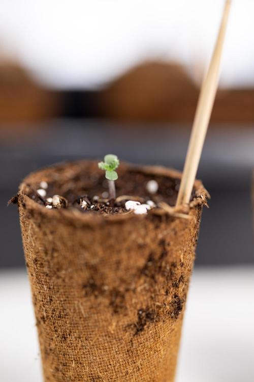 CBD FIX 🏥 Auto - Zamnesia x B&B. Week 0 - CBD FIX x2 - Autoflowering - Germination