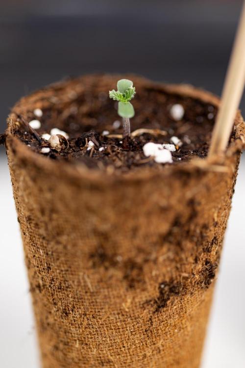 CBD FIX 🏥 Auto - Zamnesia x B&B. Week 0 - CBD FIX x2 - Autoflowering - Germination
