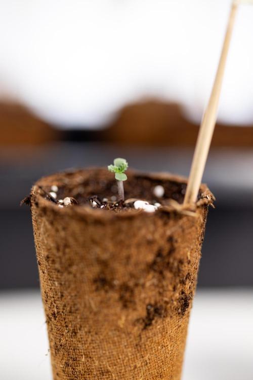 CBD FIX 🏥 Auto - Zamnesia x B&B. Week 0 - CBD FIX x2 - Autoflowering - Germination
