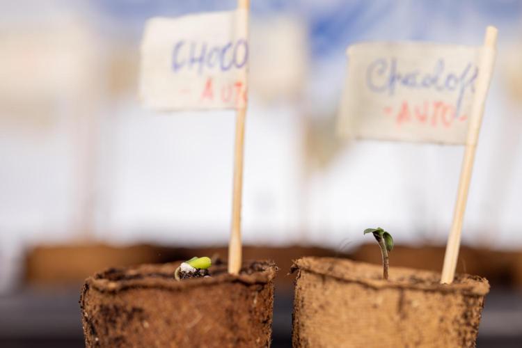 Chocolope 🍫 Auto - Zamnesia x B&B. Week 0 - Chocolope Autoflowering x 2 - Germination