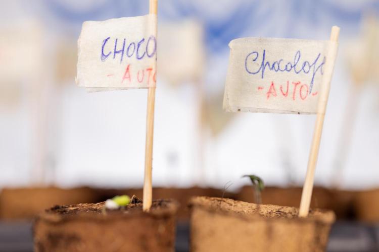 Chocolope 🍫 Auto - Zamnesia x B&B. Week 0 - Chocolope Autoflowering x 2 - Germination