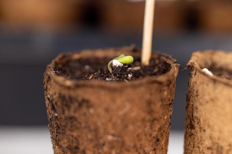 Chocolope 🍫 Auto - Zamnesia x B&B. Week 0 - Chocolope Autoflowering x 2 - Germination