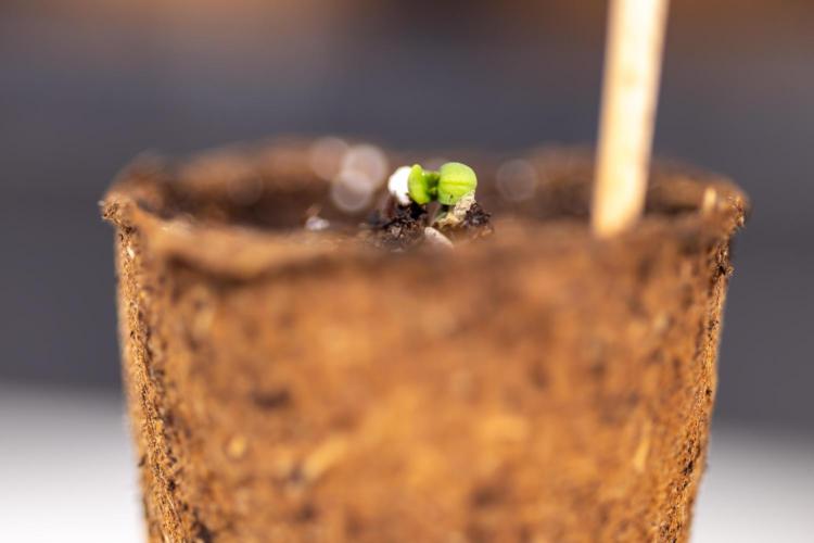 Chocolope 🍫 Auto - Zamnesia x B&B. Week 0 - Chocolope Autoflowering x 2 - Germination