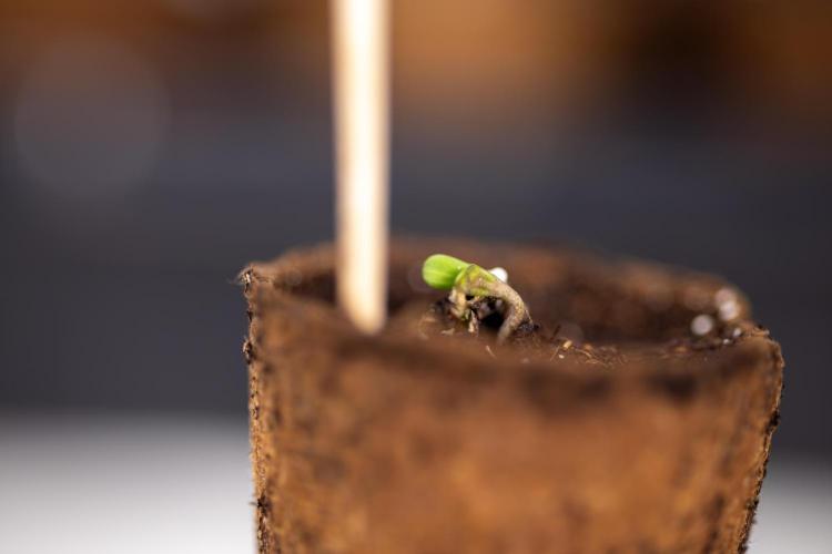 Chocolope 🍫 Auto - Zamnesia x B&B. Week 0 - Chocolope Autoflowering x 2 - Germination