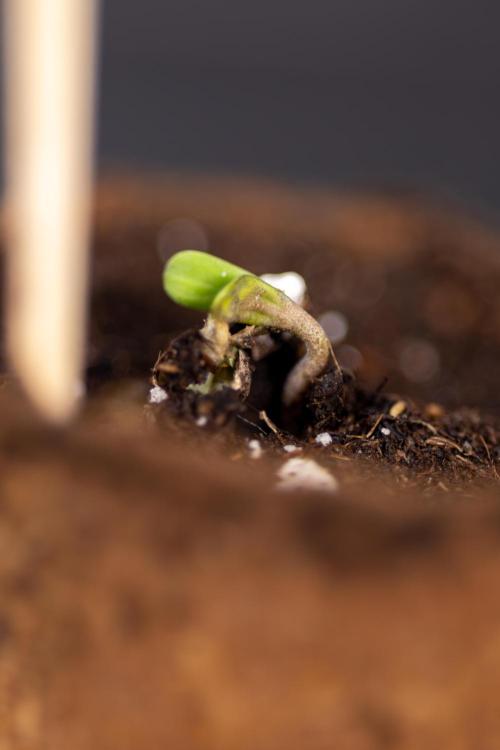 Chocolope 🍫 Auto - Zamnesia x B&B. Week 0 - Chocolope Autoflowering x 2 - Germination