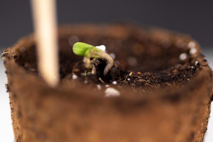 Chocolope 🍫 Auto - Zamnesia x B&B. Week 0 - Chocolope Autoflowering x 2 - Germination