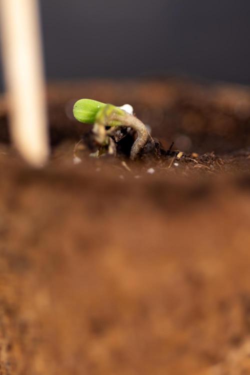 Chocolope 🍫 Auto - Zamnesia x B&B. Week 0 - Chocolope Autoflowering x 2 - Germination