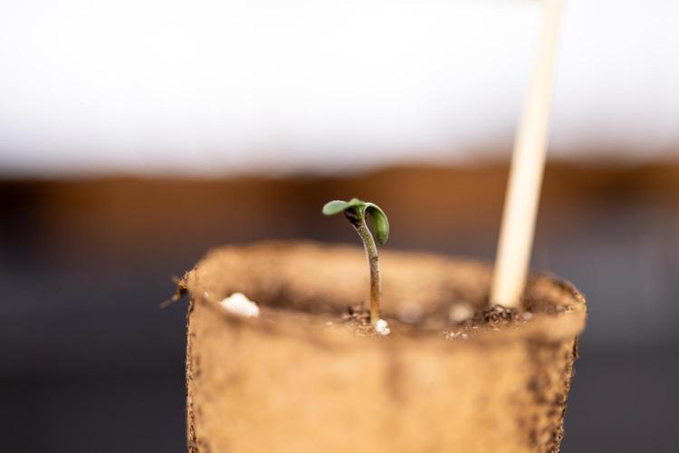 Chocolope 🍫 Auto - Zamnesia x B&B. Week 0 - Chocolope Autoflowering x 2 - Germination