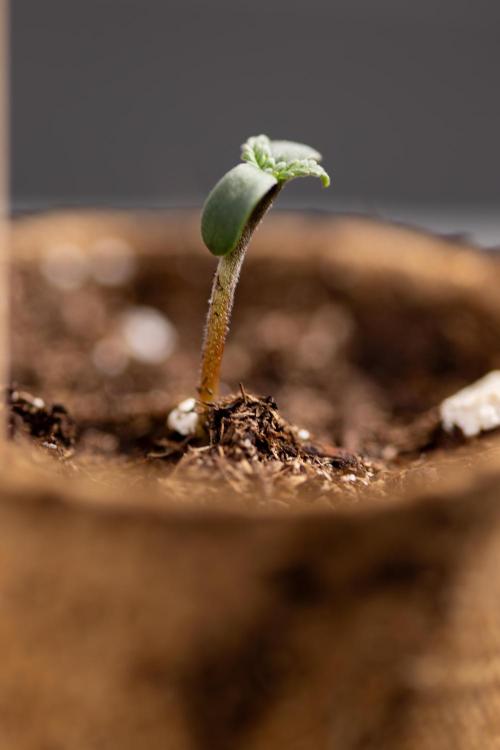 Chocolope 🍫 Auto - Zamnesia x B&B. Week 0 - Chocolope Autoflowering x 2 - Germination