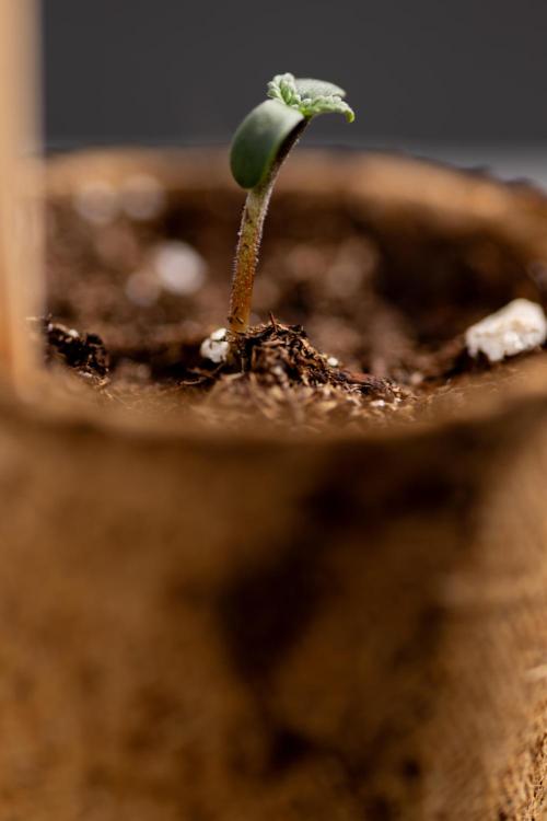 Chocolope 🍫 Auto - Zamnesia x B&B. Week 0 - Chocolope Autoflowering x 2 - Germination