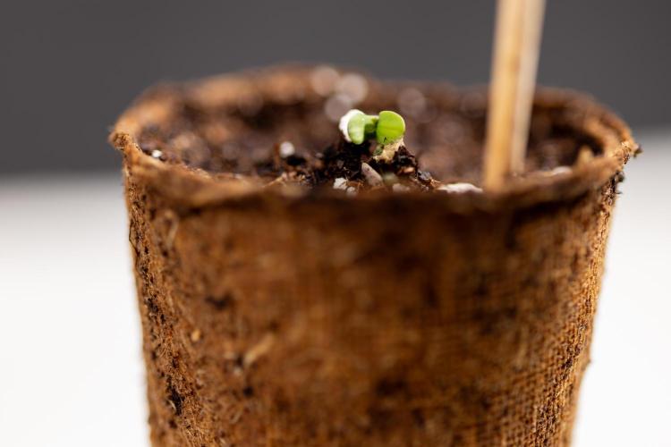 Chocolope 🍫 Auto - Zamnesia x B&B. Week 0 - Chocolope Autoflowering x 2 - Germination