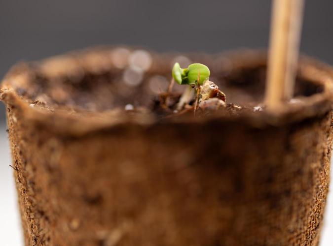 Chocolope 🍫 Auto - Zamnesia x B&B. Week 0 - Chocolope Autoflowering x 2 - Germination