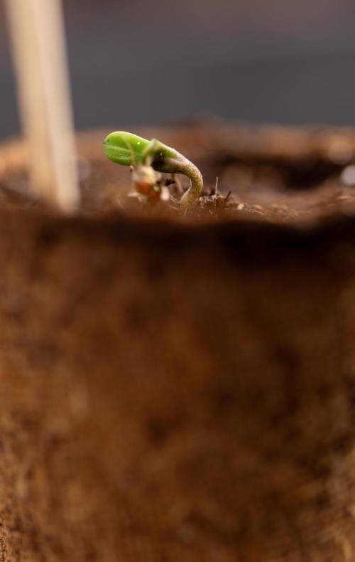 Chocolope 🍫 Auto - Zamnesia x B&B. Week 0 - Chocolope Autoflowering x 2 - Germination