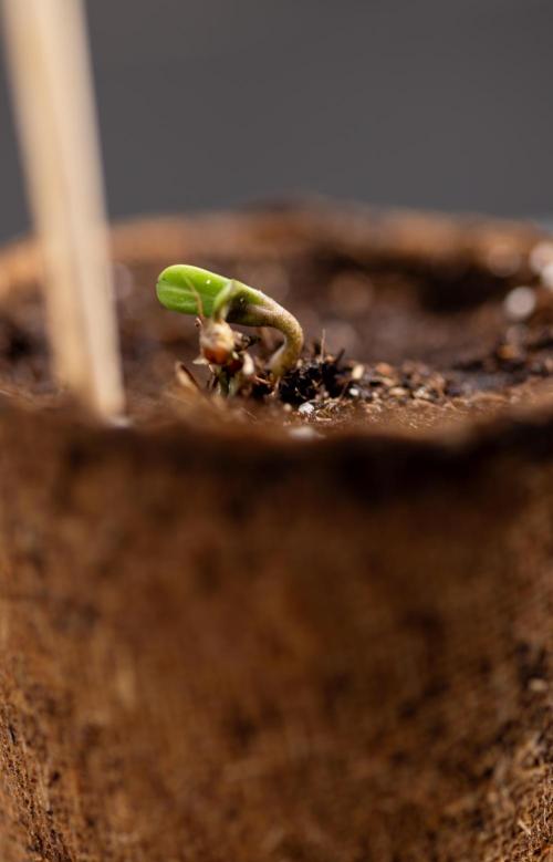 Chocolope 🍫 Auto - Zamnesia x B&B. Week 0 - Chocolope Autoflowering x 2 - Germination