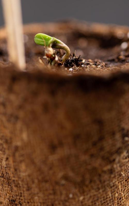 Chocolope 🍫 Auto - Zamnesia x B&B. Week 0 - Chocolope Autoflowering x 2 - Germination