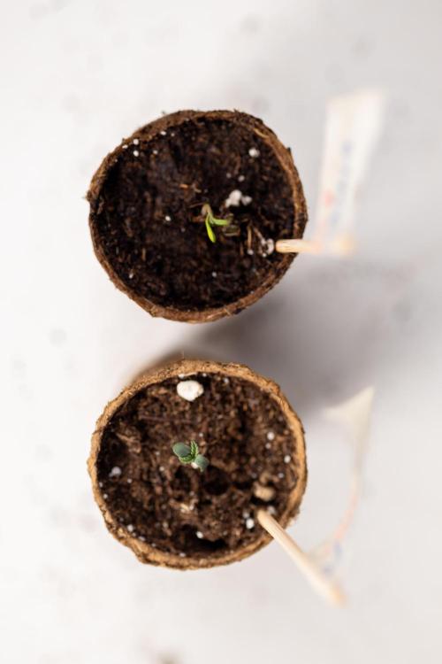 Chocolope 🍫 Auto - Zamnesia x B&B. Week 0 - Chocolope Autoflowering x 2 - Germination