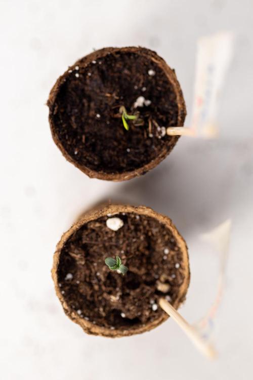 Chocolope 🍫 Auto - Zamnesia x B&B. Week 0 - Chocolope Autoflowering x 2 - Germination