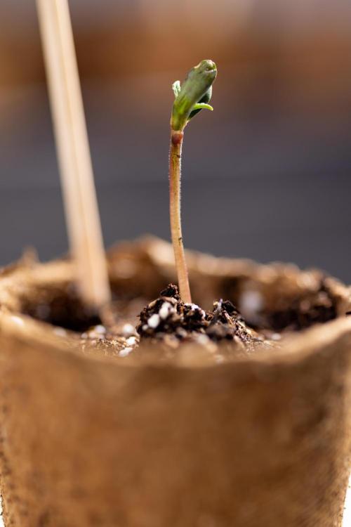 Godfather OG ✞ Auto - Zamnesia x B&B. Week 0 - Godfather OG Autoflowering - Germination