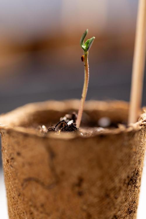 Godfather OG ✞ Auto - Zamnesia x B&B. Week 0 - Godfather OG Autoflowering - Germination