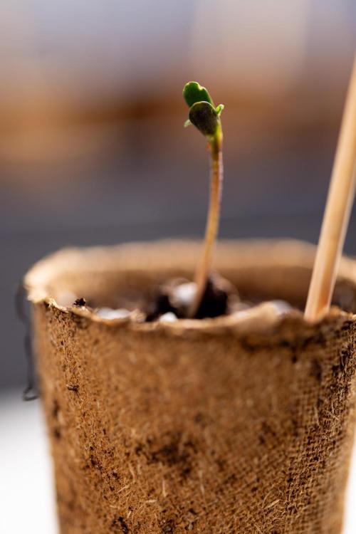 Godfather OG ✞ Auto - Zamnesia x B&B. Week 0 - Godfather OG Autoflowering - Germination