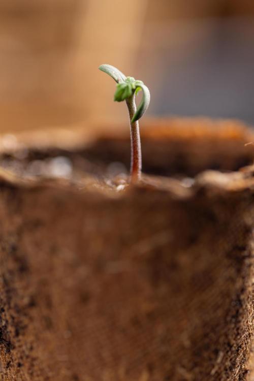 Godfather OG ✞ Auto - Zamnesia x B&B. Week 0 - Godfather OG Autoflowering - Germination