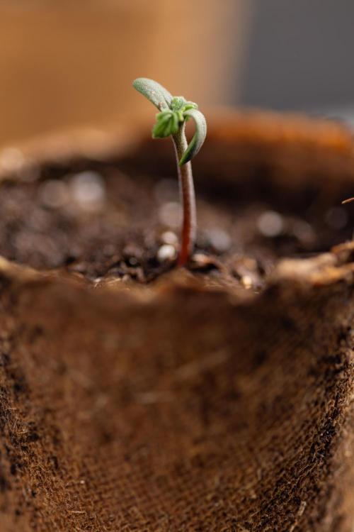 Godfather OG ✞ Auto - Zamnesia x B&B. Week 0 - Godfather OG Autoflowering - Germination