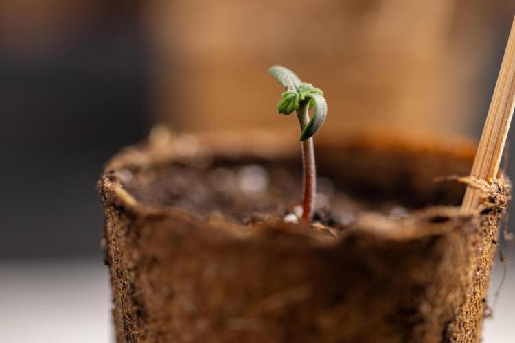 Godfather OG ✞ Auto - Zamnesia x B&B. Week 0 - Godfather OG Autoflowering - Germination