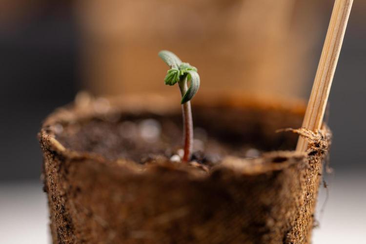 Godfather OG ✞ Auto - Zamnesia x B&B. Week 0 - Godfather OG Autoflowering - Germination