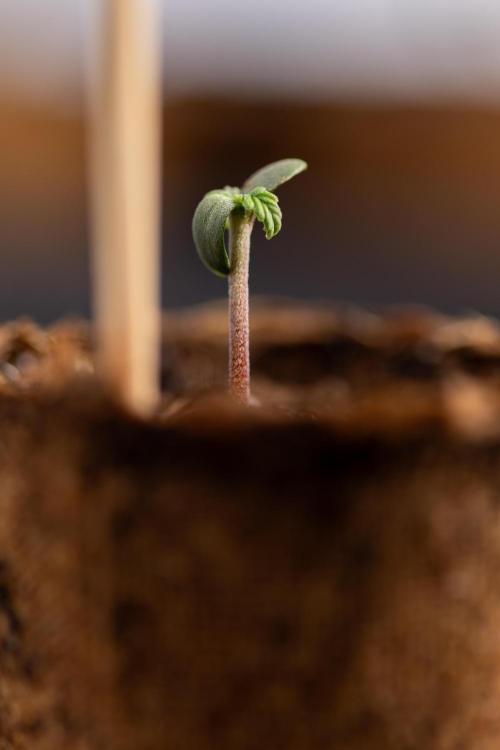 Godfather OG ✞ Auto - Zamnesia x B&B. Week 0 - Godfather OG Autoflowering - Germination